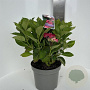 Hydrangea m. Frisbee Hot Pink 40-50 cm  scherm rood