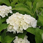 Hydrangea m. 'Mad. Emile Mouillère' 80-100 cm 20L