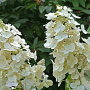 Hydrangea pan. 'Floribunda' 80 cm stam 10L bol