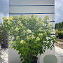 Hydrangea pan. 'Limelight' 100-125 cm 20L