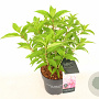 Hydrangea pan. Living Pink & Rose 30-40 cm 3,0L