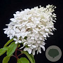 Hydrangea pan. 'Mega Pearl' 80 cm stam 15L bol