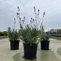 Lavandula ang. 'Dwarf Blue' 15-20 cm C1