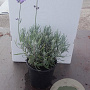 Lavandula ang. 'Dwarf Blue' 15-20 cm C1.3