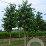 Liquidambar styraciflua 25-30 HO draadkluit 250 cm stam