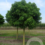 Liquidambar s. 'Gum Ball' 20-25 HO draadkluit 180 cm stam