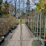 Liquidambar s. 'SlenderSilhouette' 200-225 cm 10L