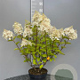 Hydrangea pan. 'Silver Dollar' 40-60 cm 5,0L
