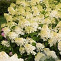 Hydrangea pan. 'Silver Dollar' 80 cm stam 10L bol