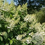 Hydrangea pan. 'Tardiva' 40-60 cm 3,0L