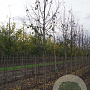 Malus 'Mokum' 14-16 HO draadkluit