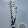 Mespilus germanica 100-125 cm 2,0L