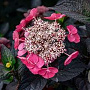 Hydrangea s. Daredevil 60-80 cm 20L
