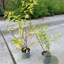Hypericum androsaemum 30-40 cm C1.3