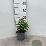 Hypericum calycinum 10-15 cm C1.3