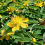 Hypericum calyc. 'Rose von Sharon' GM P9