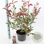 Photinia fraseri Louise 60-70 cm 5,0L