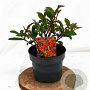 Photinia fraseri 'Mandarino' 25-40 cm 3,0L