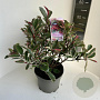 Photinia fraseri Pink Marble 40-50 cm 5,0L