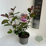 Photinia fraseri 'Red Robin' 30-40 cm P17