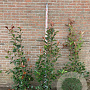 Photinia fraseri 'Red Robin' 125-150 cm 15L