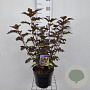 Physocarpus opulif. 'Diabolo' 40-60 cm 5,0L
