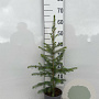 Picea abies 40-60 cm 2,0L