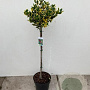 Ilex altacl. 'Golden King' 80 cm stam 10L bol