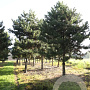 Pinus nigra nigra 50-60 HO draadkluit