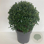 Ilex aq. 'Alaska' 40 cm 12L bol