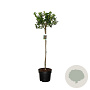 Ilex aq. 'Alaska' 80 cm stam 10L bol