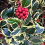 Ilex aq. 'Argentea Marginata' 80 cm stam 10L bol