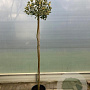 Ilex aq. 'Argentea Marginata' 160 cm stam 25L bol
