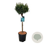 Pinus sylv. 'Watereri' 70 cm stam 15L kroon 30-40