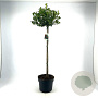 Ilex aq. 'J.C. van Tol' 80 cm stam 10L bol