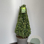 Ilex crenata 'Caroline Upright' 70-80 cm 15L kegel