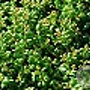 Ilex crenata 'Convexa' 25-30 cm 3,0L