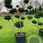 Ilex crenata 'Convexa' 200 cm cont. 130L