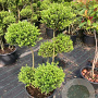 Ilex crenata Dark Green 100-125 cm 25L pompon