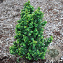 Ilex crenata 'Dwarf Pagoda' 70-80 cm 35L