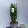 Ilex crenata 'Fastigiata' 80-100 cm 15L