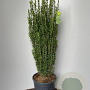 Ilex crenata 'Fastigiata' 90-100 cm 18L spiraal