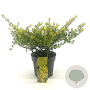 Ilex crenata 'Golden Gem' 20-25 cm 2,0L struik