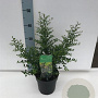 Ilex crenata 'Stokes' 25-30 cm 2,0L struik
