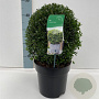 Ilex crenata 'Stokes' 25-30 cm 4,0L bol antraciet