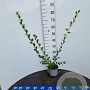 Salix aurita 40-60 cm 2,0L