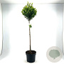 Ilex maximowicziana kanehirae 80 cm stam 10L bol