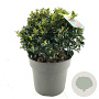 Ilex meserv. Blue Maid 30-35 cm 10L bol