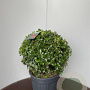Ilex meserv. Blue Maid 45-50 cm 18L bol