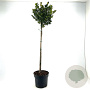 Ilex meserv. Heckenblau 80 cm stam 10L bol
